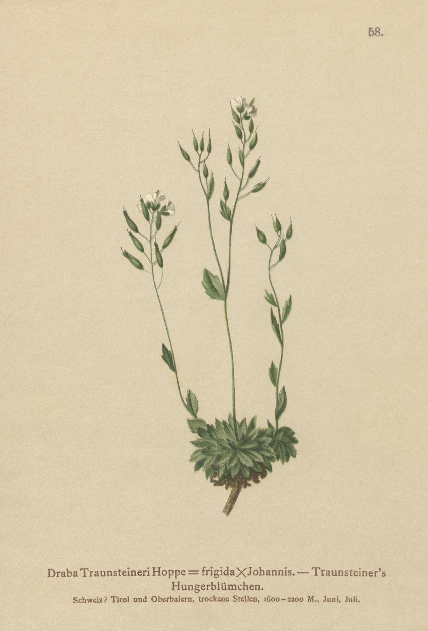 Whitlow-grass Frigid (Draba Traunsteineri, Draba frigida) de German School