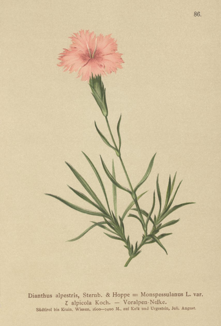 Rosa franjada (Dianthus Monspessulanus, Dianthus alpestris, Dianthus alpicola) de German School