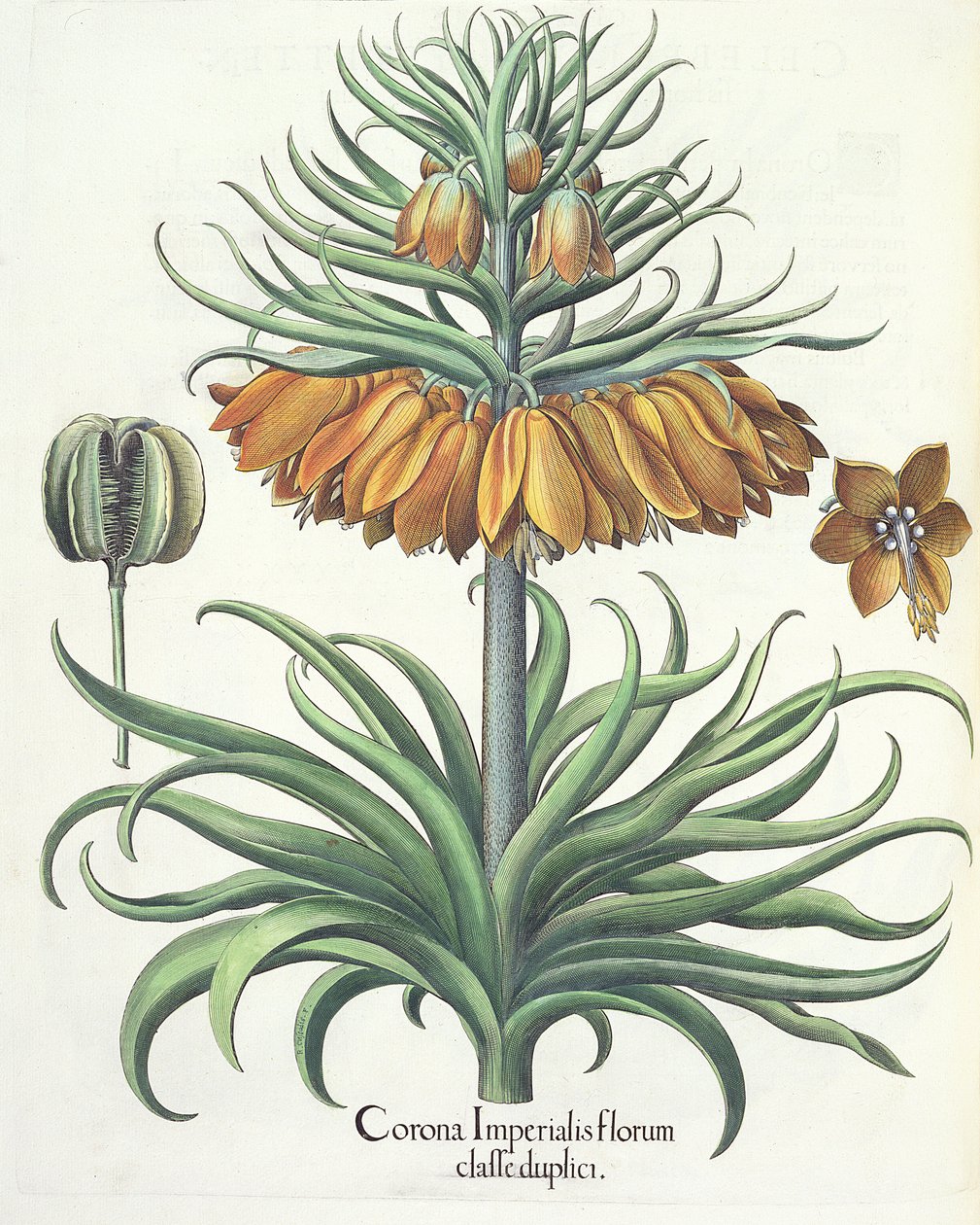 coroa Fritillary Marinha Imperial flores duplas da Eystettensis por Basil Besler (1561-1629), Pub. 1613 de German School