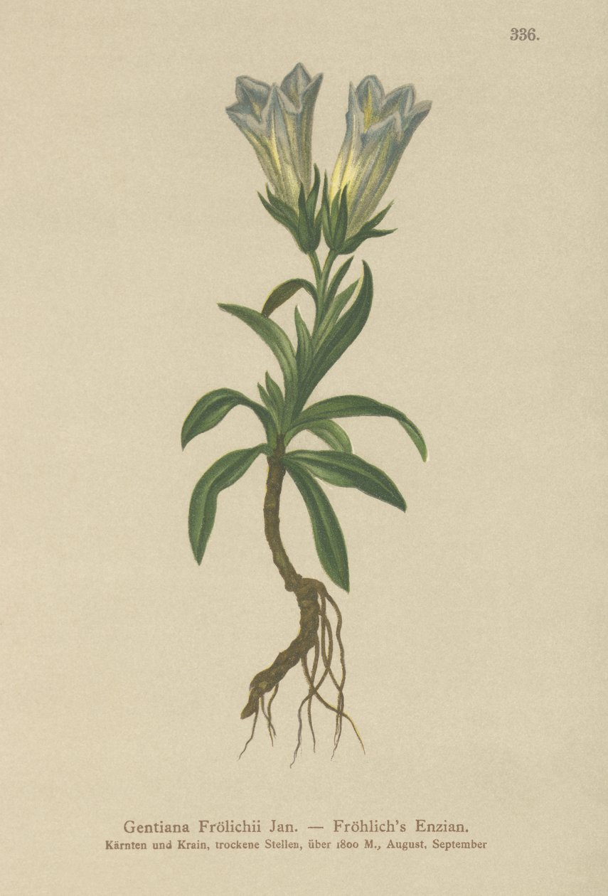 Froelichs genciana (Gentiana Froelichii) de German School