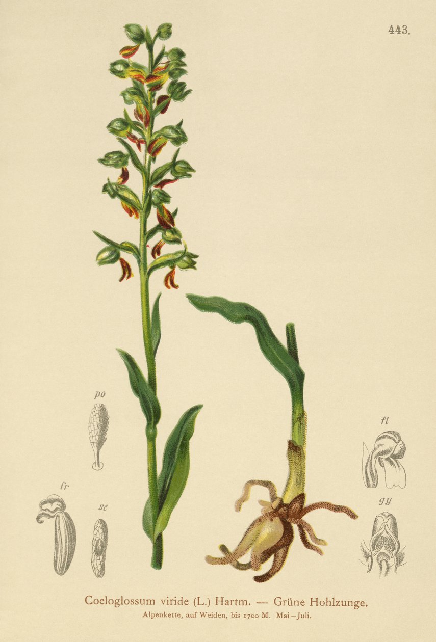 Orquídea-sapo (Coeloglossum viride) de German School