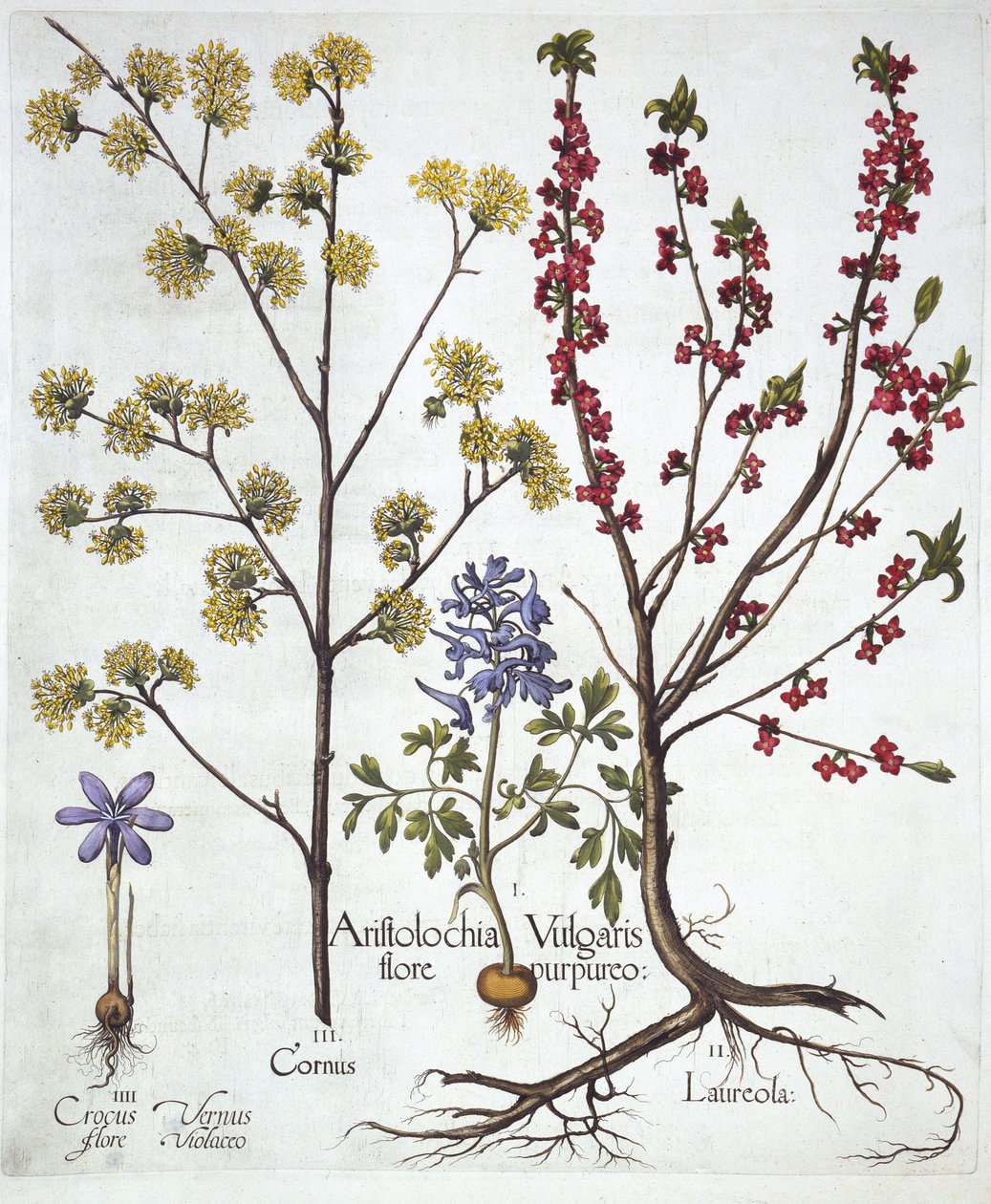 Fumewort, Daphne mezereum, Cornelian Cherry e Spring Crocus, de Hortus Eystettensis, de Basil Besler (1561-1629), pub. 1613 (gravura colorida à mão) de German School