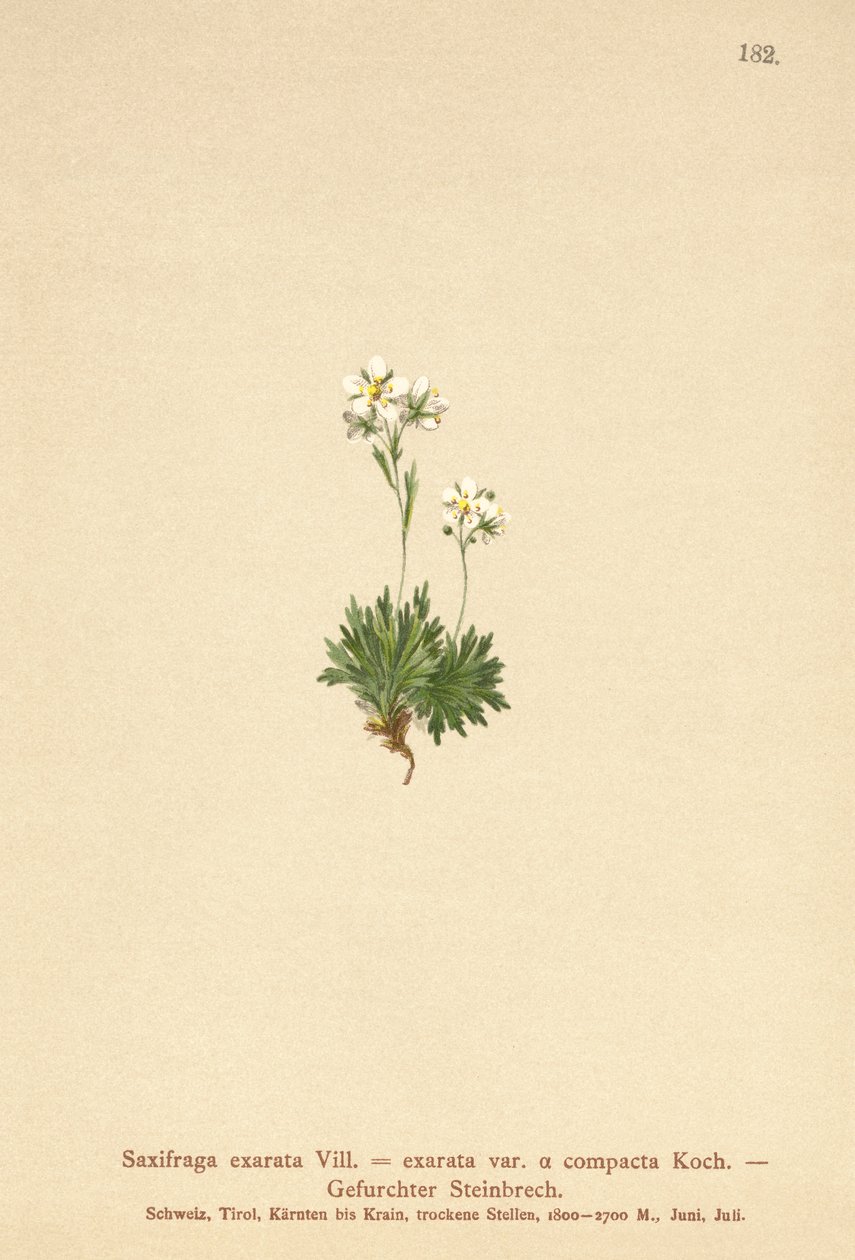 Saxifrage Cabeludo (Saxifraga assinado SAXIFRAGA exarata var. Compactcij SAXIFRAGA exarata ssp. Moschata) de German School