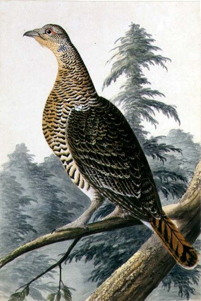 Game Bird, c.1740 (aquarela sobre papel) de German School