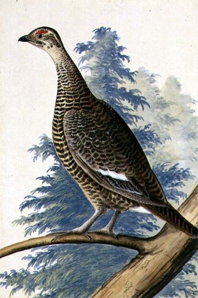 Game Bird, c.1740 (aquarela sobre papel) de German School