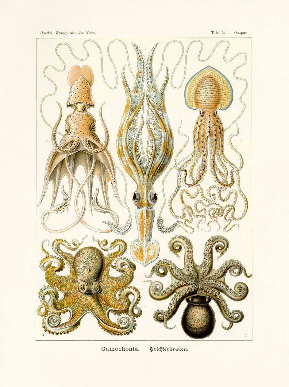 Gamochonia, 1899-1904 de German School