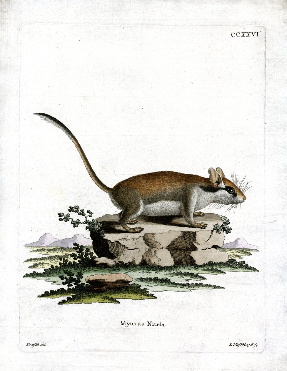 Garden Dormouse (gravura colorida) de German School