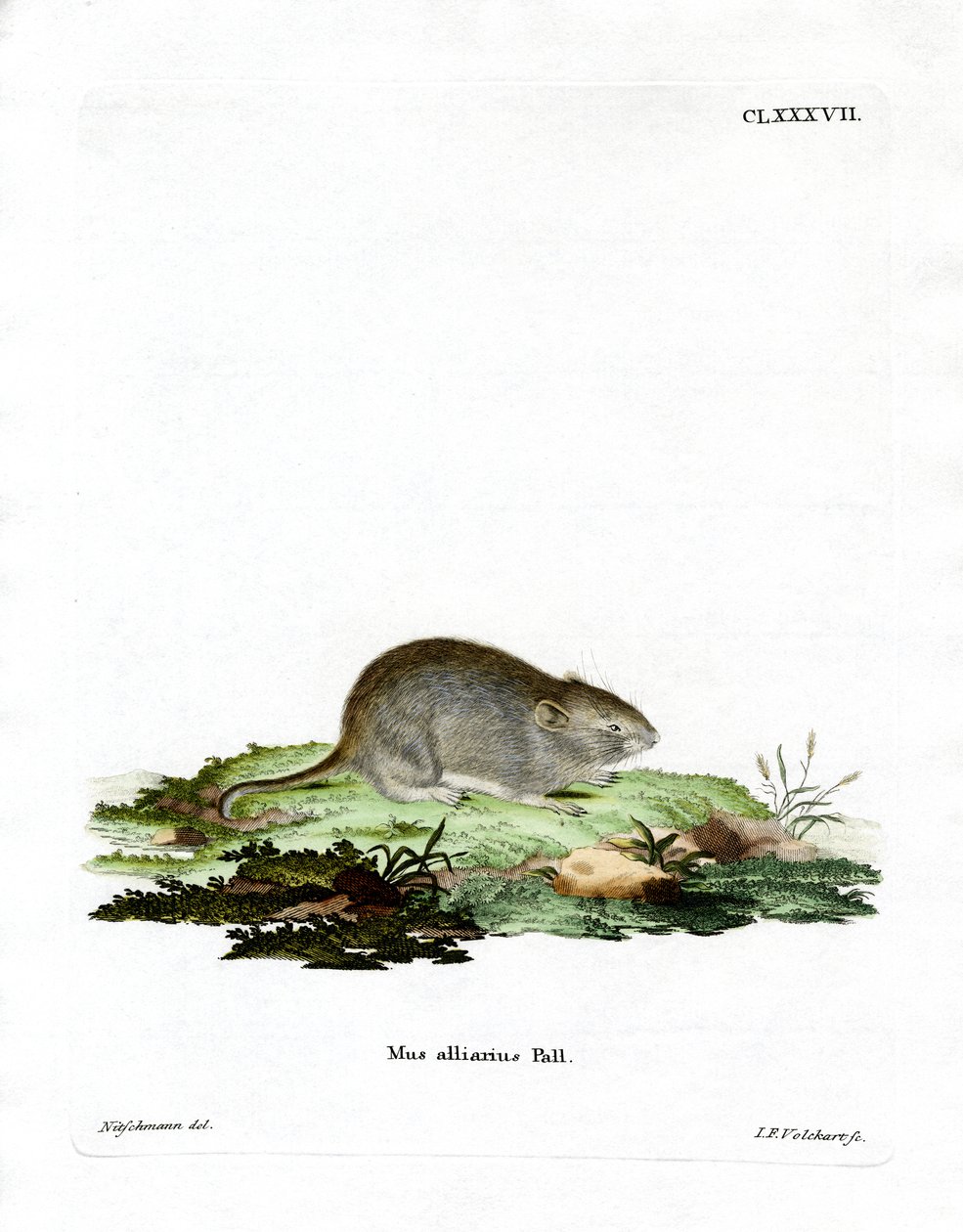 Rato de alho (gravação a cores) de German School