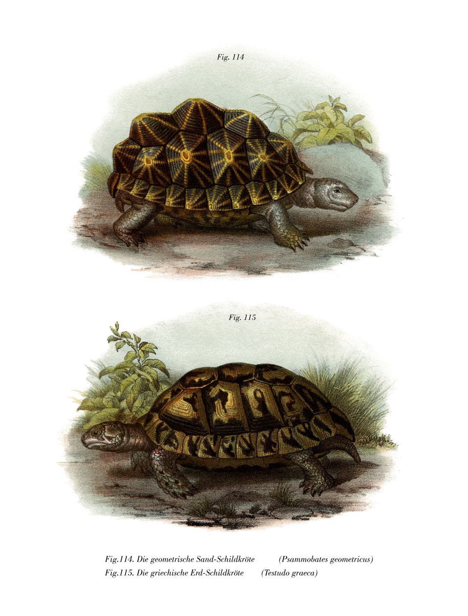 Tartaruga Geométrica (cor litho) de German School