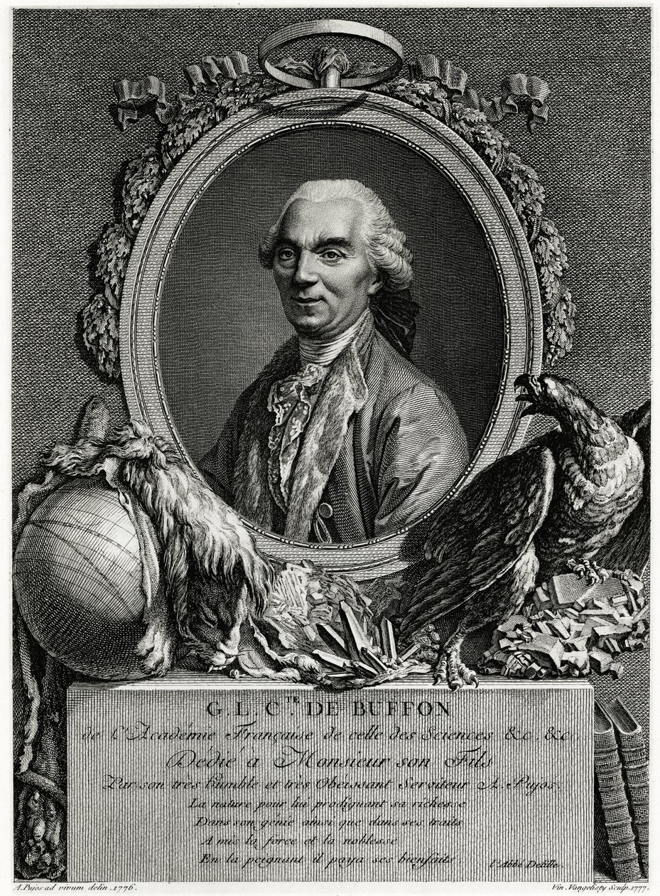 George Louis Leclerc Conde de Buffon de German School