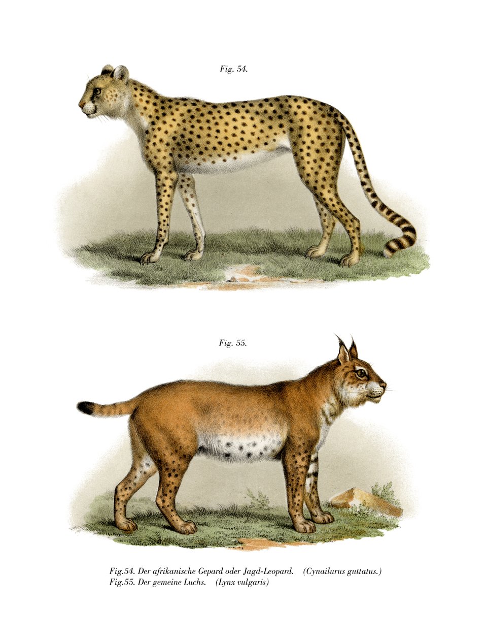 Gepard, 1860 de German School