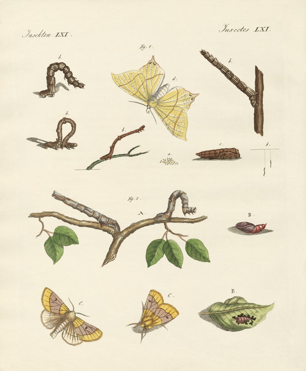 Traças da Phalaena alemã (gravura colorida) de German School