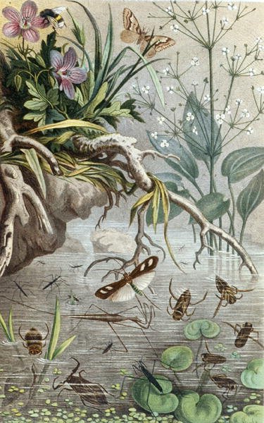 Bichos de Água Alemães e Water Striders, placa da "Brehms Tierleben": Allgemeine Kunde des Tierreichs", vol.9, p.33, publicado bz Bibliographisches Institut de German School
