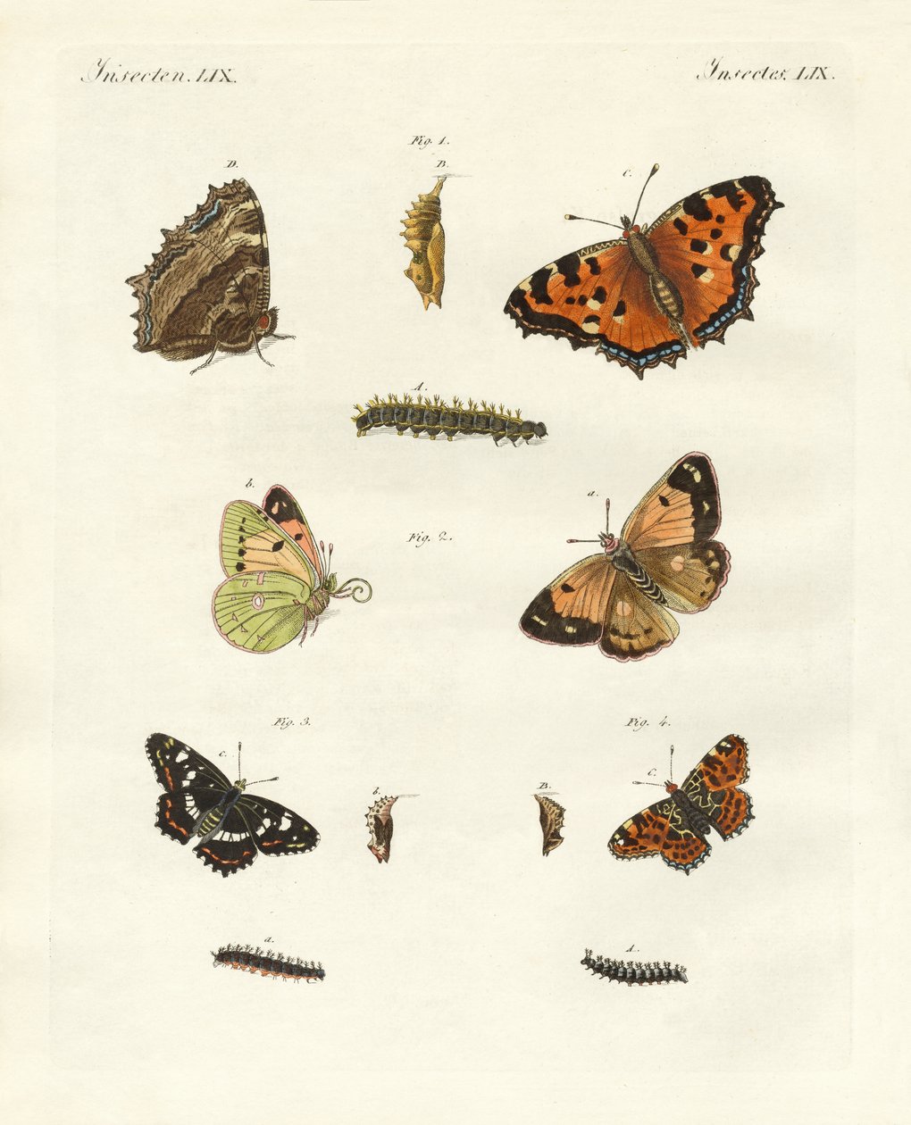 Borboleta alemã de dia (gravura colorida) de German School