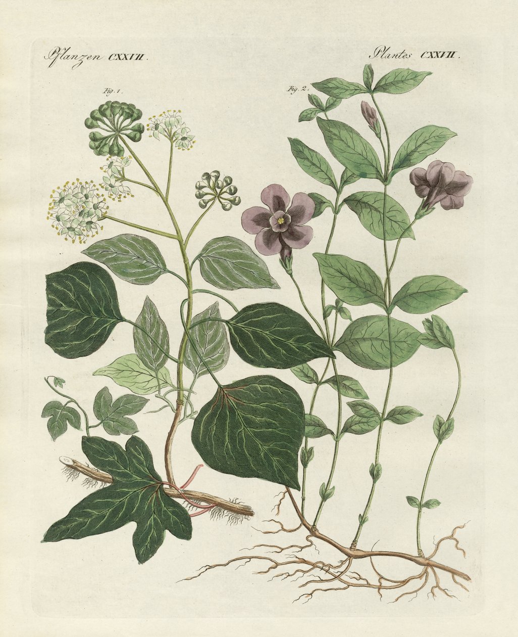 Planta alemã evergreen (gravura colorida) de German School
