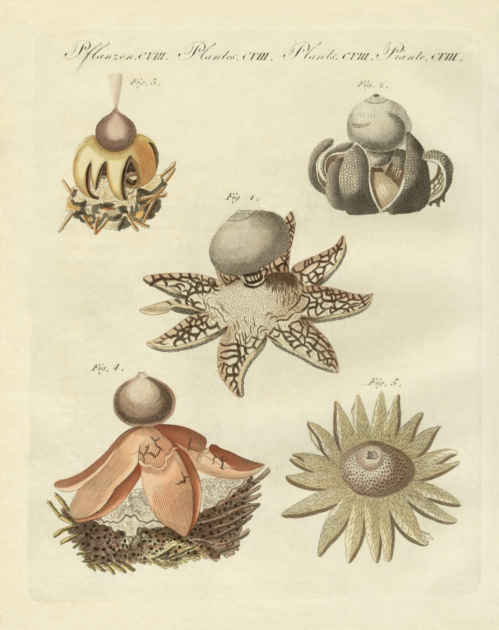 Geaster alemão (gravura colorida) de German School