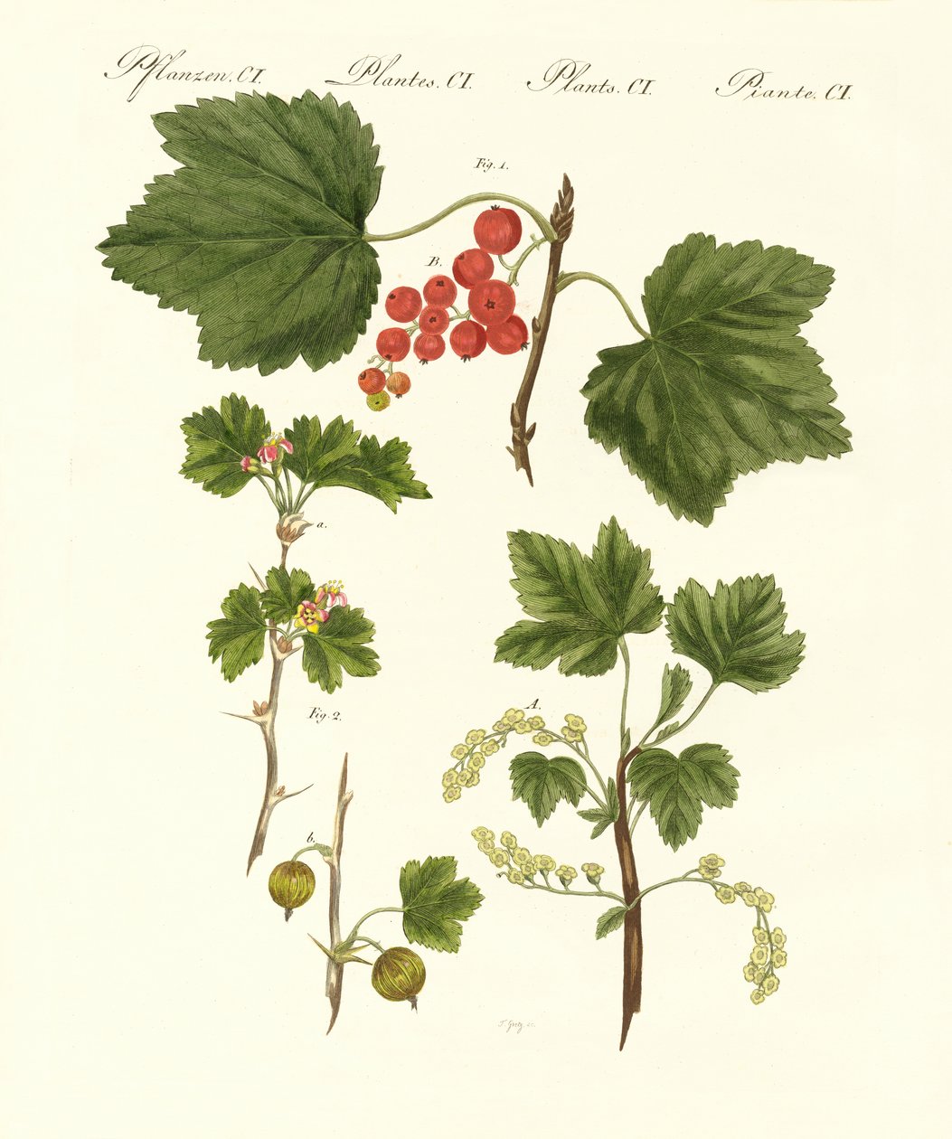 Tipo alemão de frutas de German School