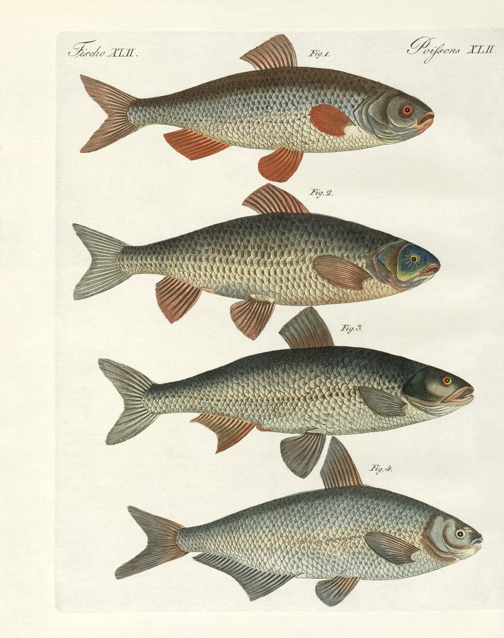 Peixe do rio alemão de German School