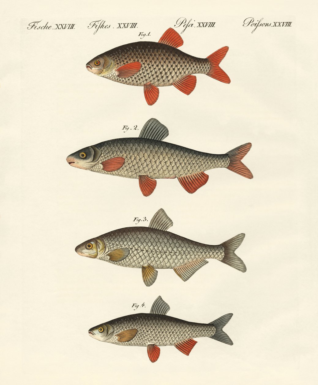 Peixe do rio alemão de German School
