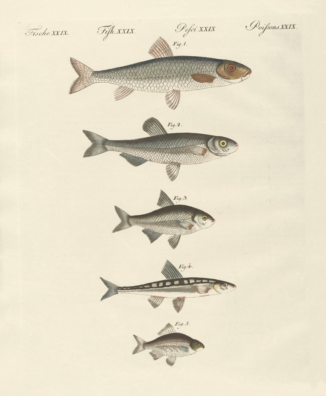 Peixe do rio alemão de German School
