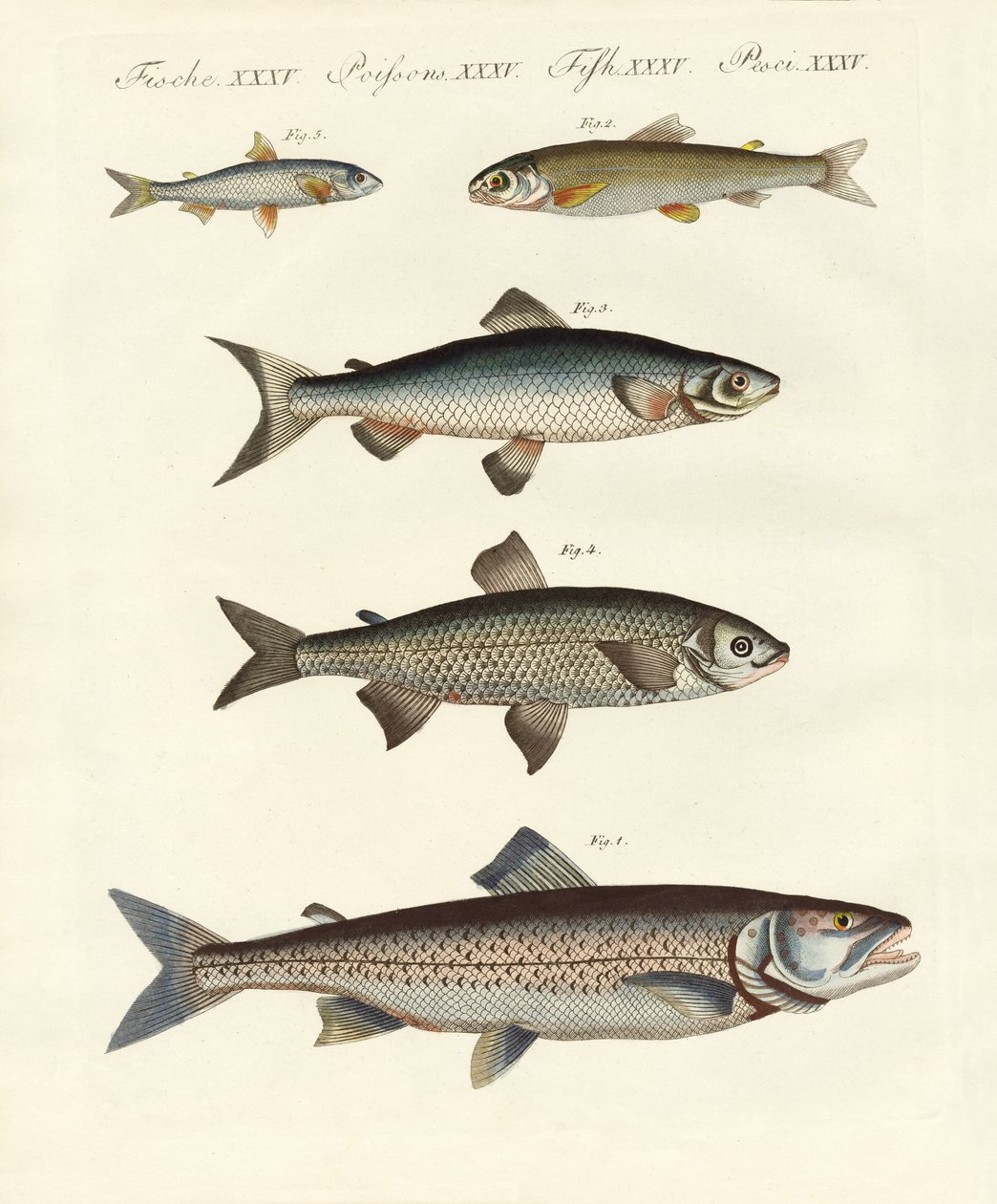 Peixe do rio alemão de German School