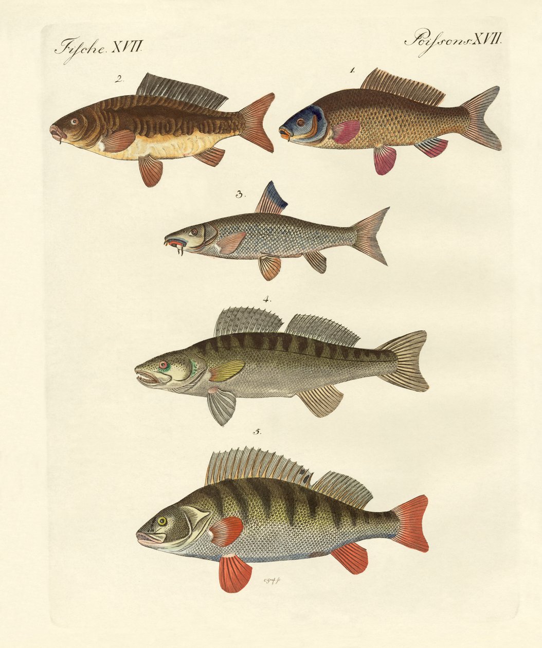 Peixe de mar alemão de German School
