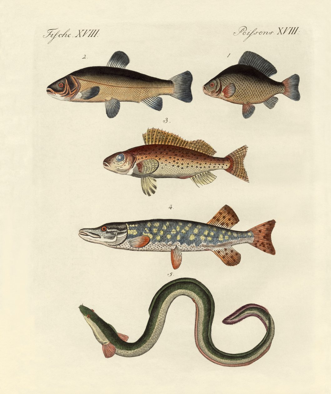 Peixe de mar alemão de German School