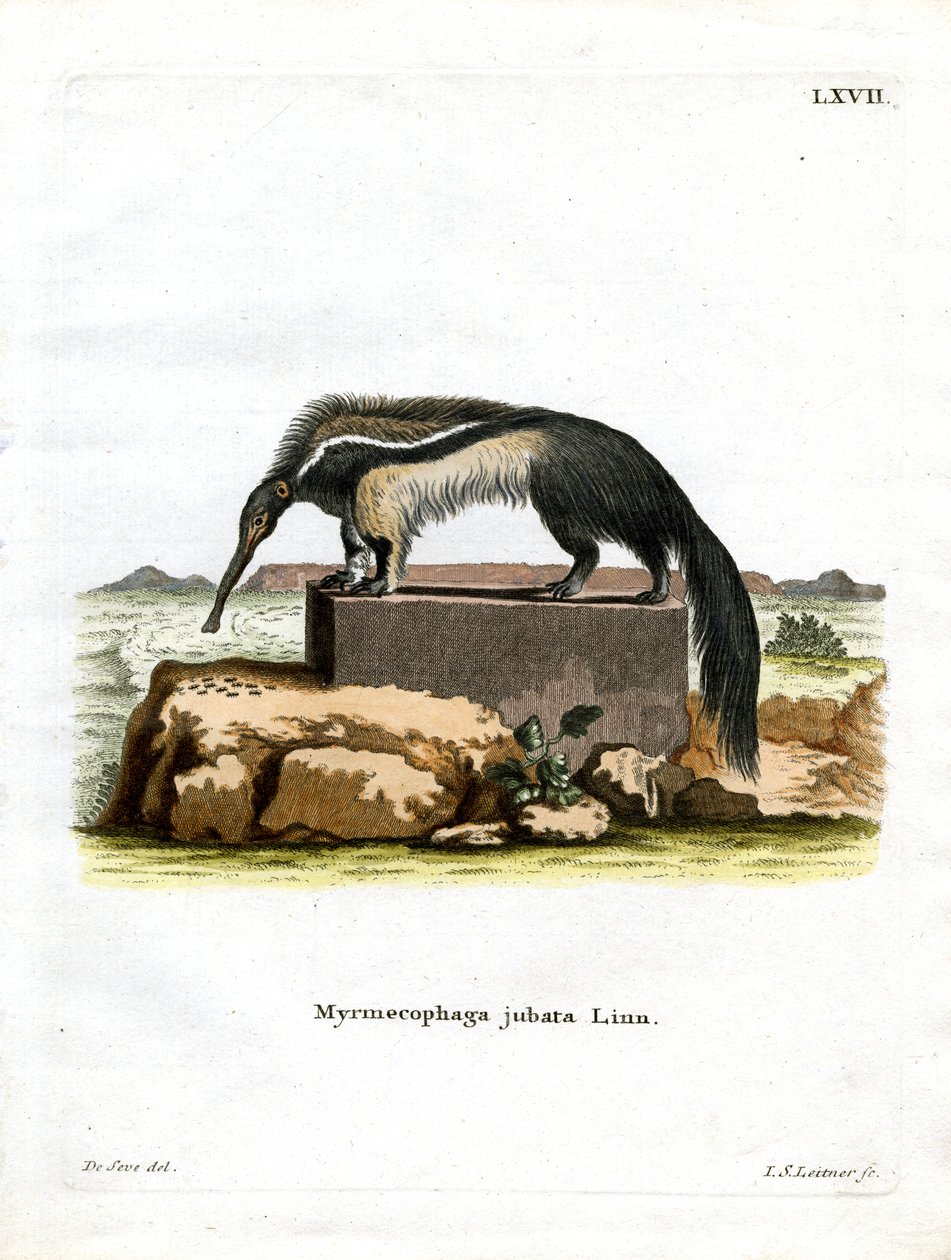 Tamanduá Gigante (gravura colorida) de German School