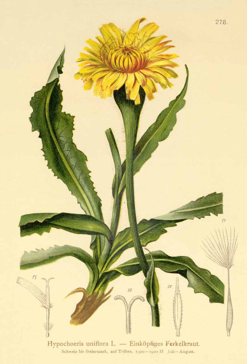 Gatos-orelha gigantes (Hypochoeris uniflora) de German School