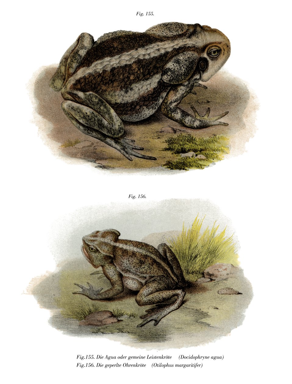 Sapo Gigante (cor litho) de German School