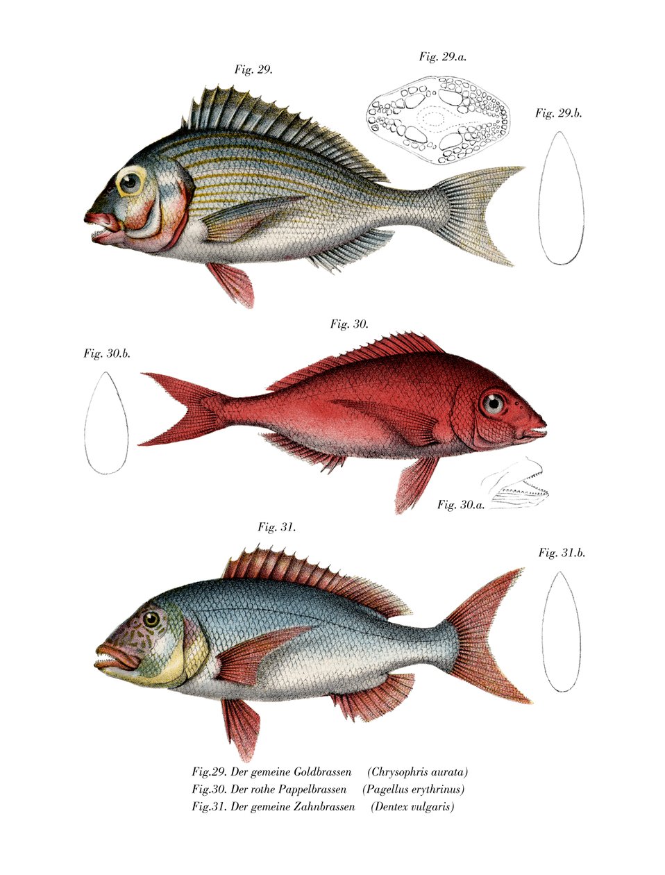Gilthead Seabream (cor litho) de German School