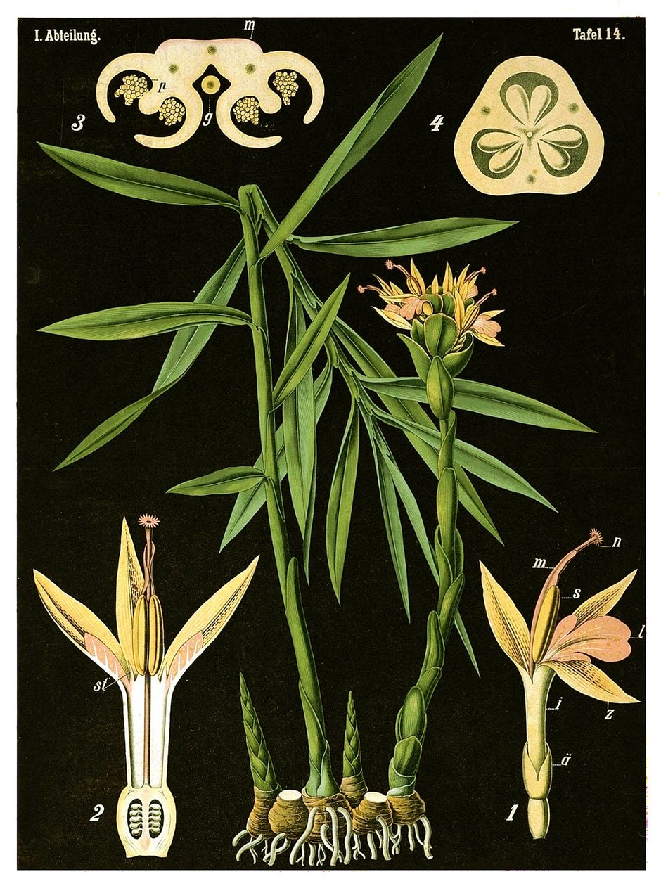 Gengibre (Zingiber officinale Roscoe) c.1890 (cromolitógrafo) de German School