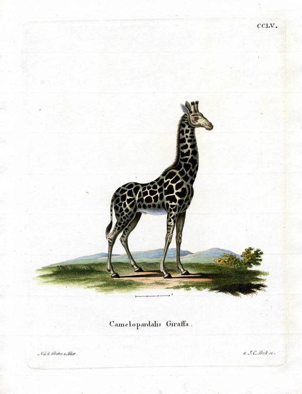 Girafa (gravura colorida) de German School