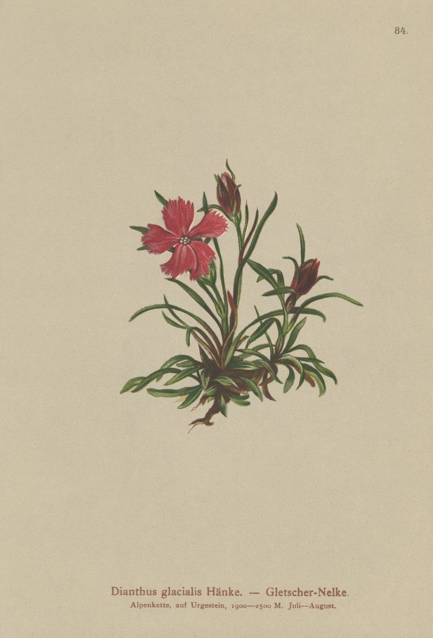 Geleira rosa (Dianthus glacialis) de German School