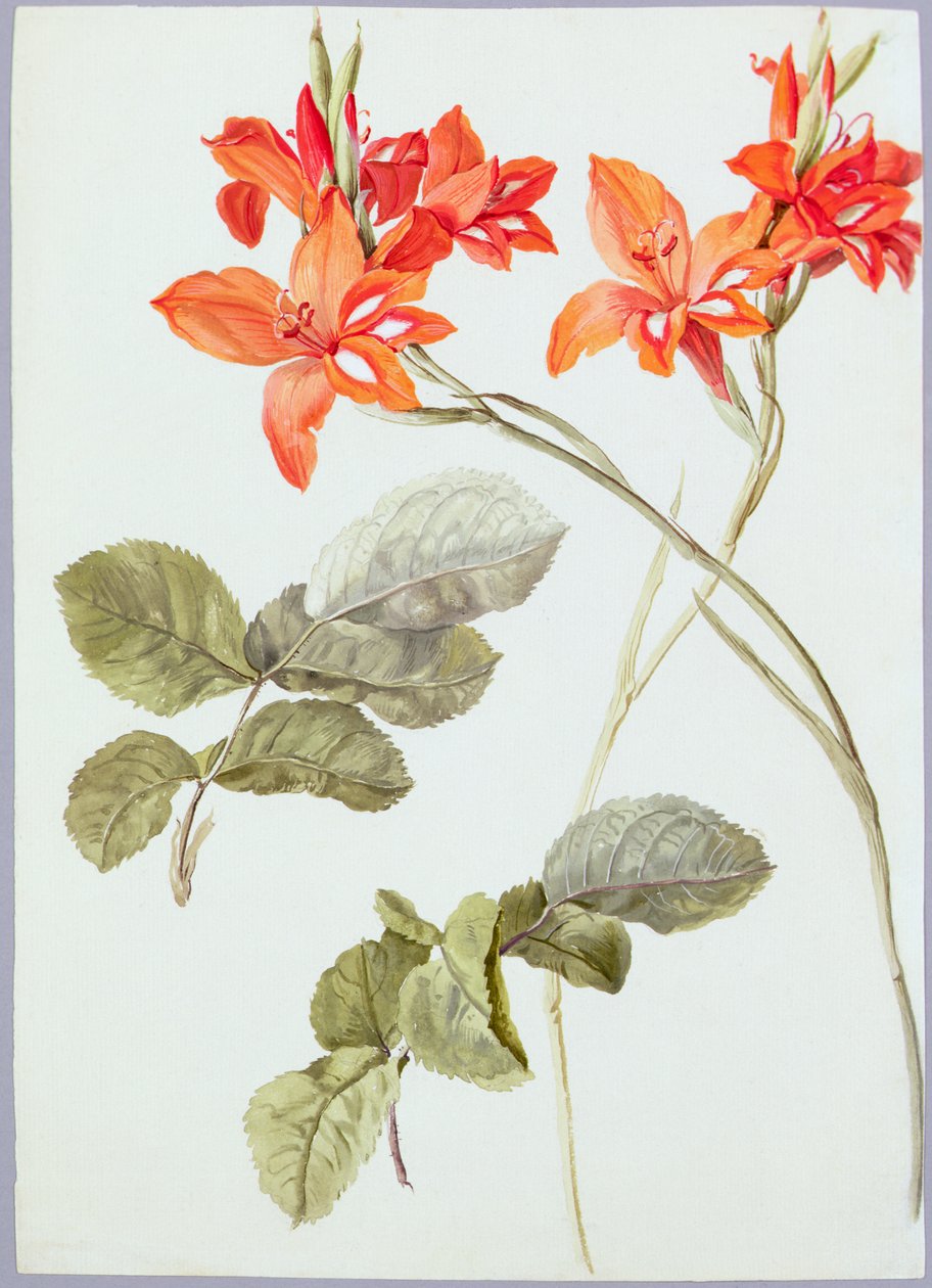 Gladiolus and Rose Leaves, c.1790 (aguarela sobre papel) de German School