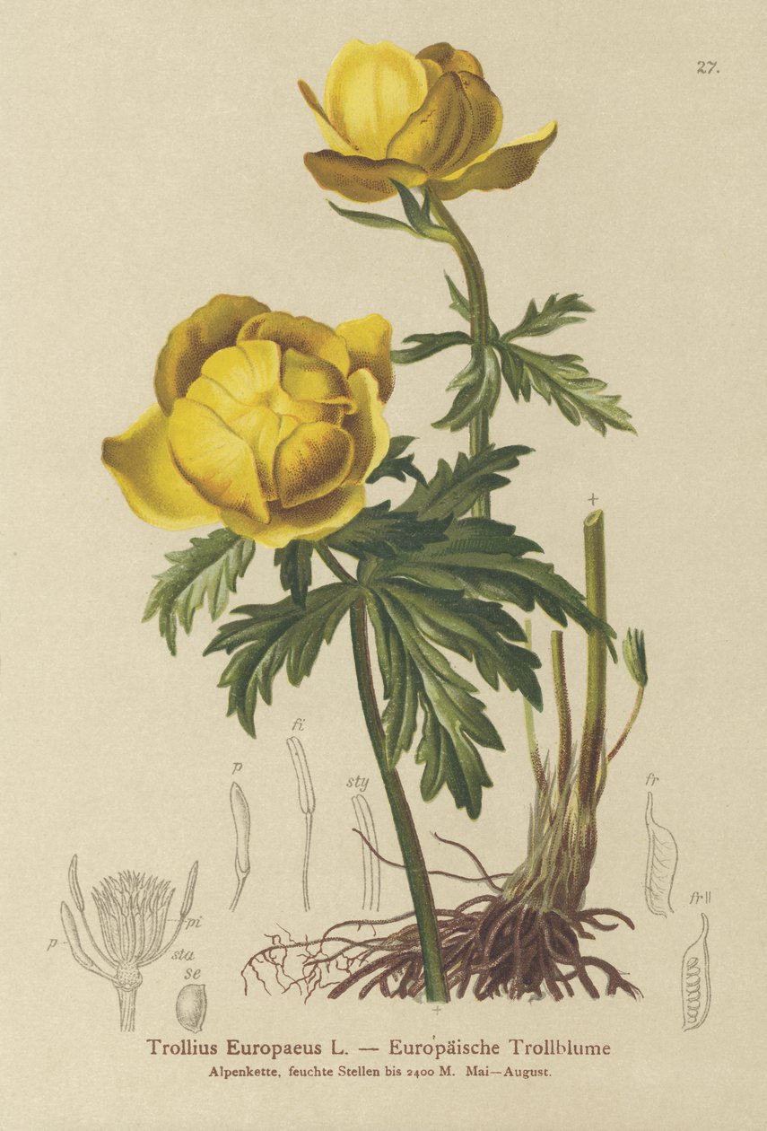 Globo-flor (Trollius Europaeus) de German School