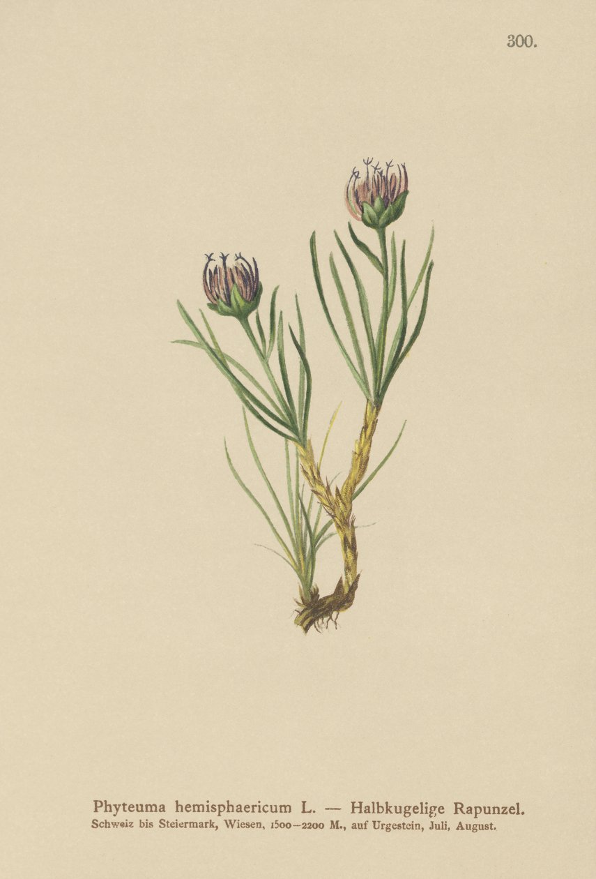 Rampion com cabeça de globo (Phyteuma hemisphaericum) de German School