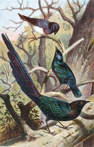 Estorninhos Brilhantes, prato de "Brehms Tierleben": Allgemeine Kunde des Tierreichs", vol 4, p. 392, publicado pelo Bibliographisches Institut de German School