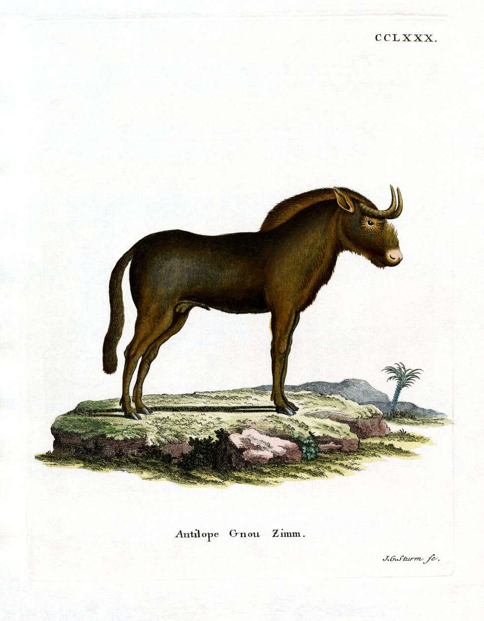 Gnu (gravação a cores) de German School