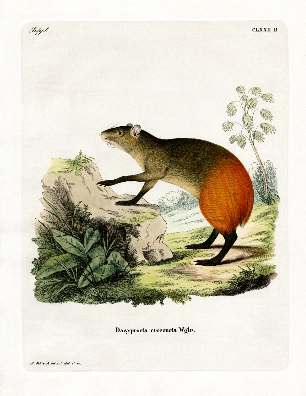 Agouti (gravura colorida) de German School