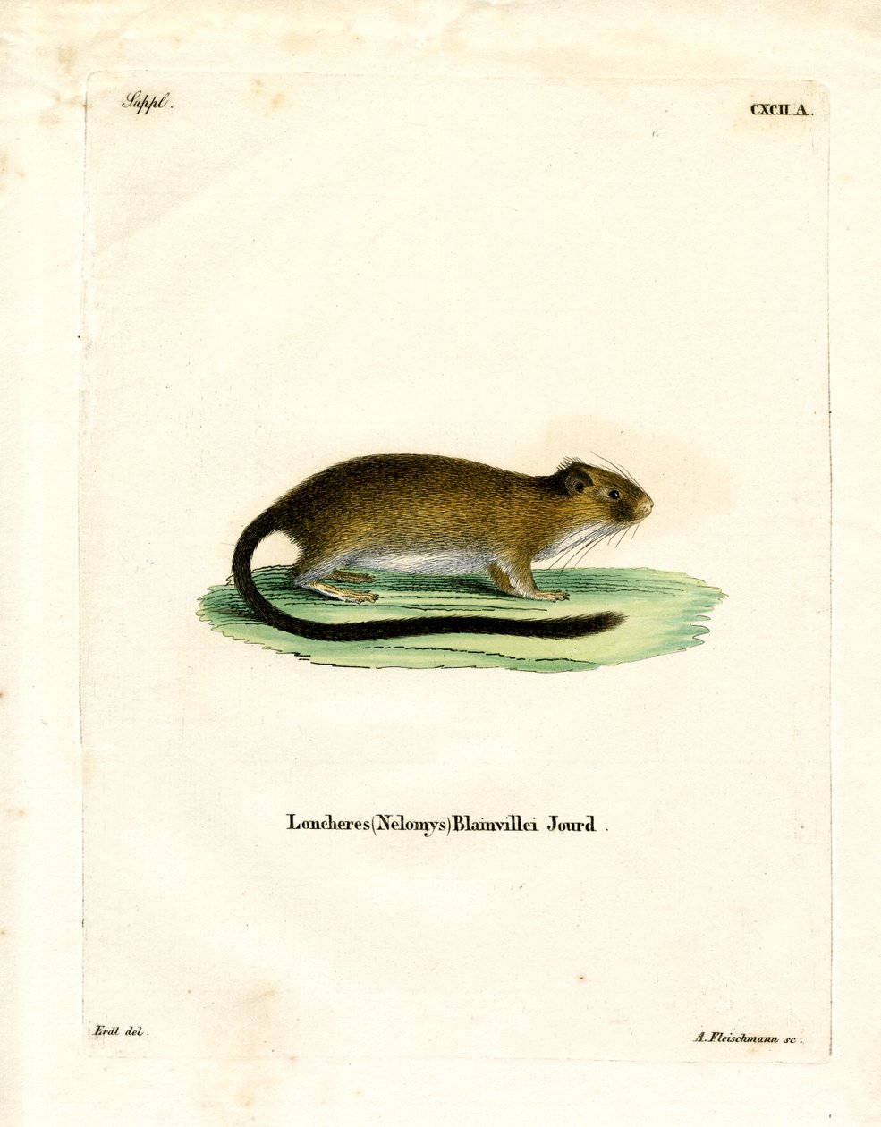 Golden Atlantic Tree Rat (gravura colorida) de German School