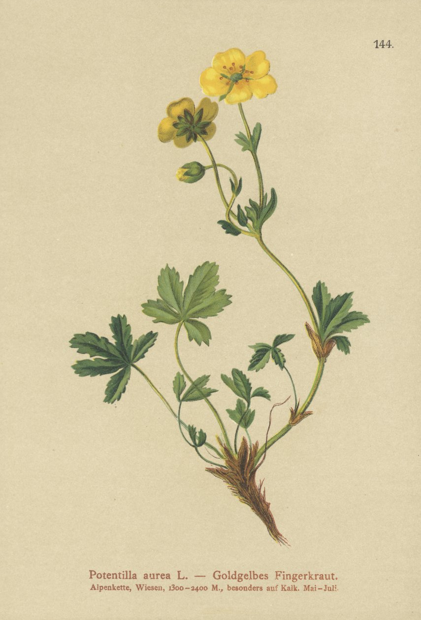 Cinquefoil dourado de German School