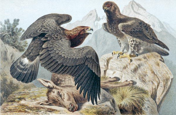 Golden Eagle, prato de "Brehms Tierleben": Allgemeine Kunde des Tierreichs" vol.6, p.266, publicado pelo Bibliographisches Institut de German School
