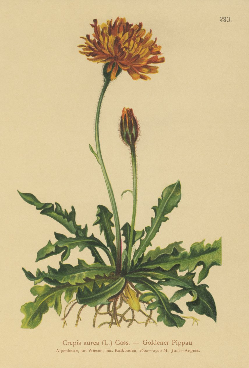 Golden Hawks-barba (Crepis aurea) de German School