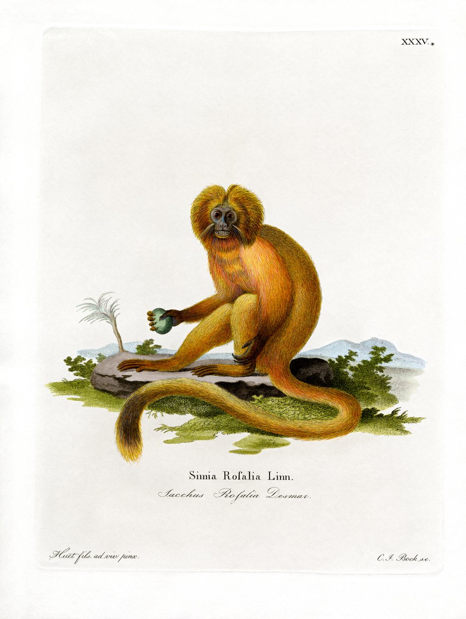 Tamarim Leão Dourado (gravura colorida) de German School