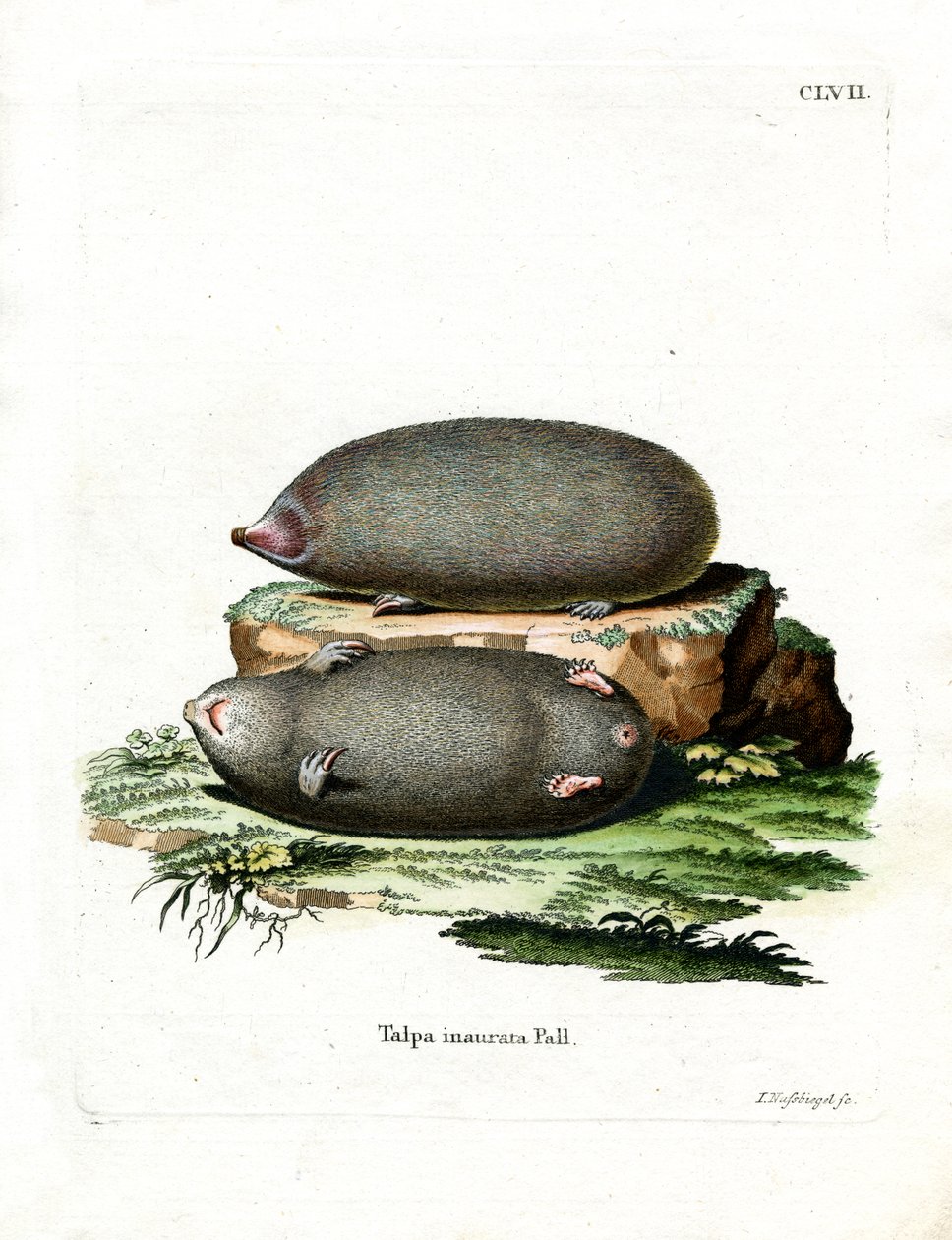 Golden Mole (gravação a cores) de German School