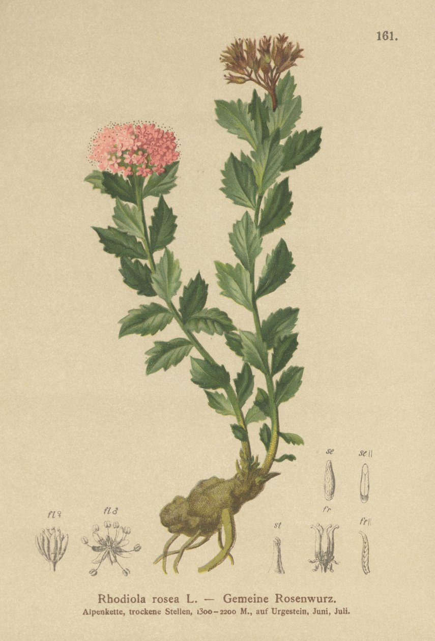 Raiz Dourada (Rhodiola rosea) de German School