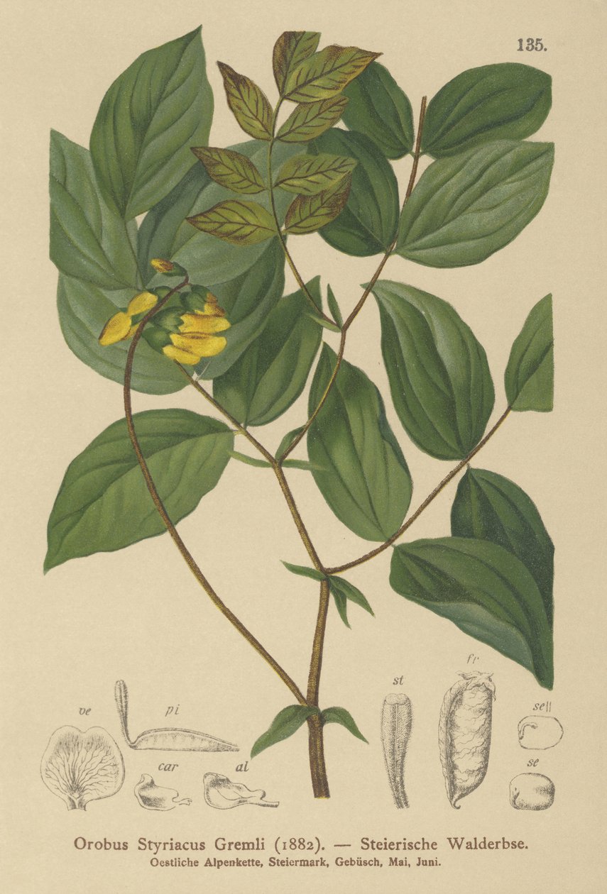 Ervilhaca Dourada (Orobus styriacus, Lathyrus aureus) de German School