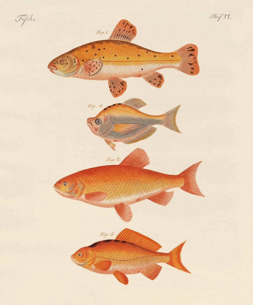 Peixes dourados (gravura colorida) de German School