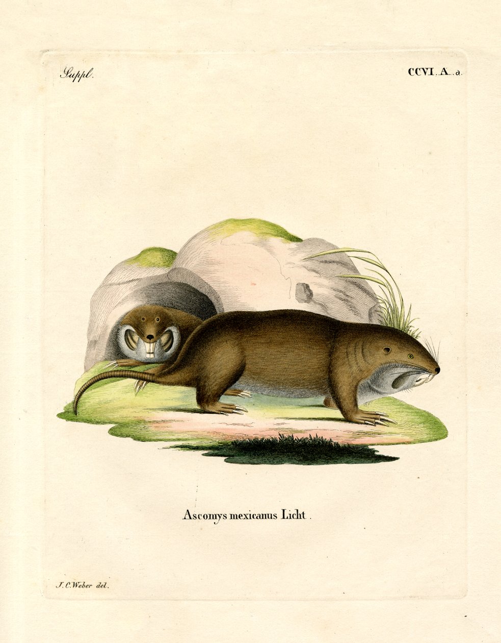 Gopher (gravura colorida) de German School